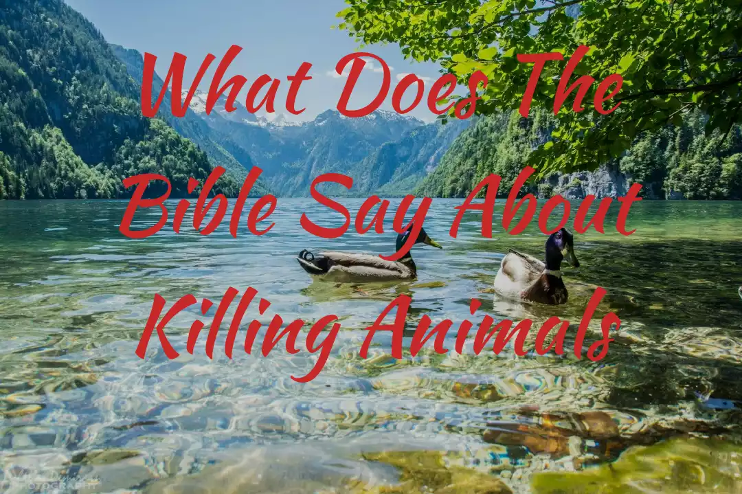 The Bible Say About Killing Animals