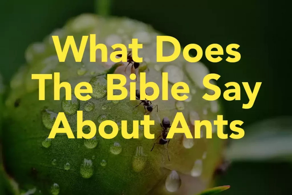 The Bible Say About Ants