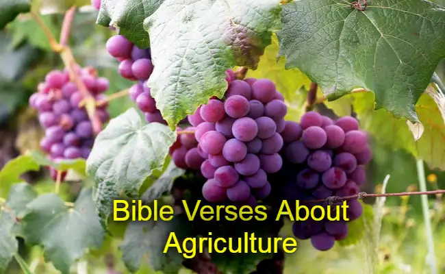 Bible Verses About Agriculture